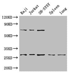 YWHAZ / 14-3-3 Zeta Antibody