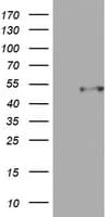 CD4 Antibody (clone OTI4C6)