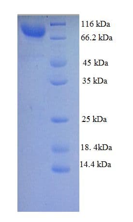 Mouse WDPCP / FRITZ Protein (Recombinant GST)