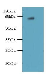 FBXO30 Antibody