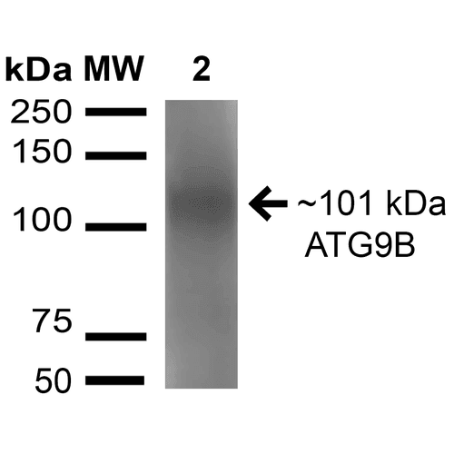 ATG9B Antibody (Atto 488)