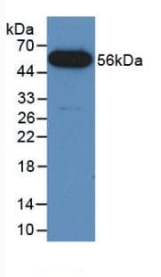 FUS / TLS Antibody (aa3-267, APC)