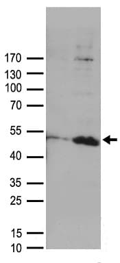DUSP1 / MKP1 Antibody