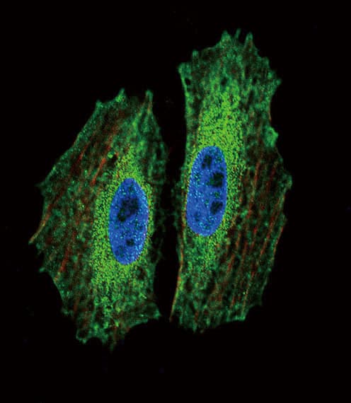 BMI1 / PCGF4 Antibody