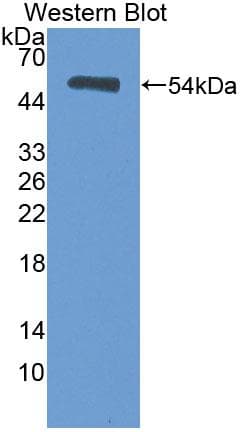 HSF2 Antibody (aa294-518, Cy3)