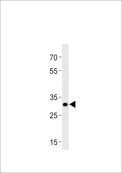 hoxb8b Antibody (aa186-212)