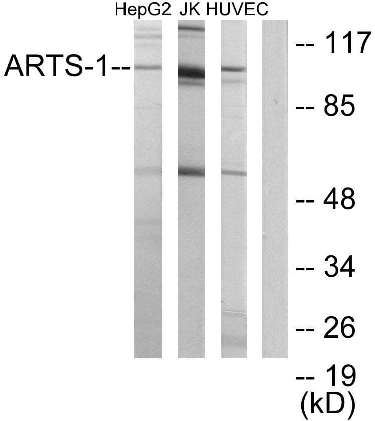 ARTS1 / ERAP1 Antibody