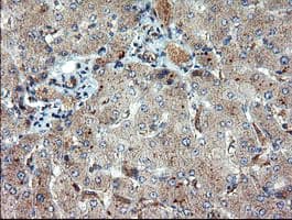 DUPD1 Antibody (clone OTI7E4)