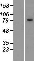 Human IKBKE / IKKI / IKKE Protein (Over-Expression Lysate Myc-DDK (Flag))