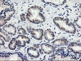 PNMT Antibody (clone OTI2F2)