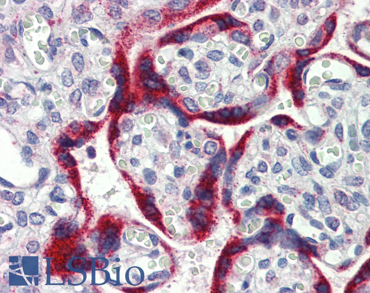 MKNK2 / MNK2 Antibody (aa36-85)