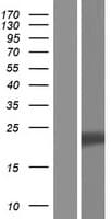 VGLL4 Protein (Over-Expression Lysate Myc-DDK (Flag))