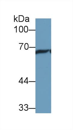 HSPA1L Antibody (aa1-641)