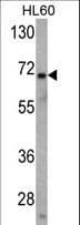 USP2 Antibody (aa71-101)