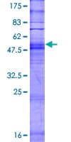 Human OR4K13 Protein (Recombinant GST)