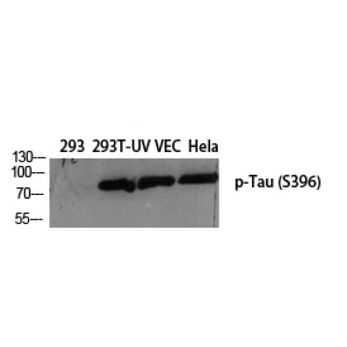 MAPT / Tau Antibody (650-730 aa)