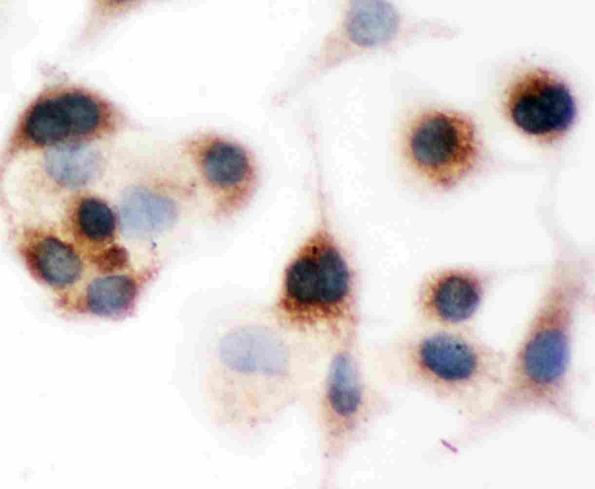 BID Antibody (aa1-195)
