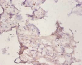 PRDX1 / Peroxiredoxin 1 Antibody