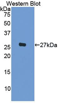 IL-1B / IL-1 Beta Antibody (aa115-266)
