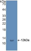 Ubiquitin Antibody (aa1-229, Cy3)