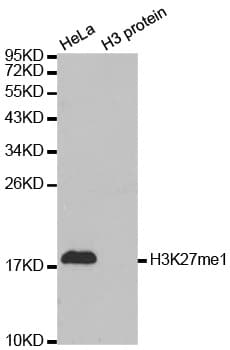 Polyclonal Rabbit anti-Human Histone H3 Antibody (Methyl-Lys27, IHC, IF, WB)