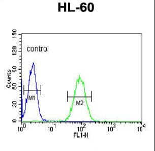 NASP Antibody (aa152-180)