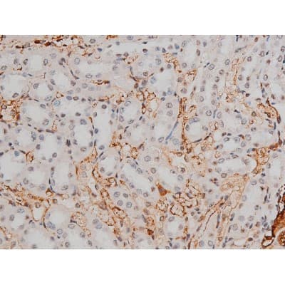 GATA1 Antibody (phospho-Ser142)
