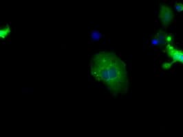 SNX9 / WISP Antibody (clone OTI2A11)