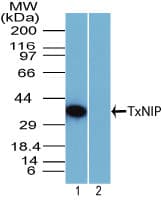 TXNIP Antibody (aa100-150)