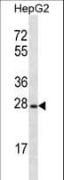 OR8B12 Antibody (aa279-307)