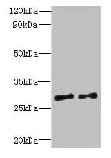 Polyclonal Rabbit anti-Human C7orf62 Antibody (IHC, WB)