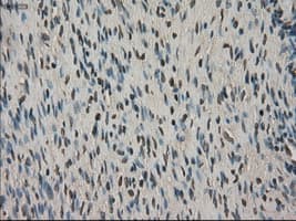 SLC18A2 / VMAT2 Antibody (clone OTI10C11, Carrier-free)