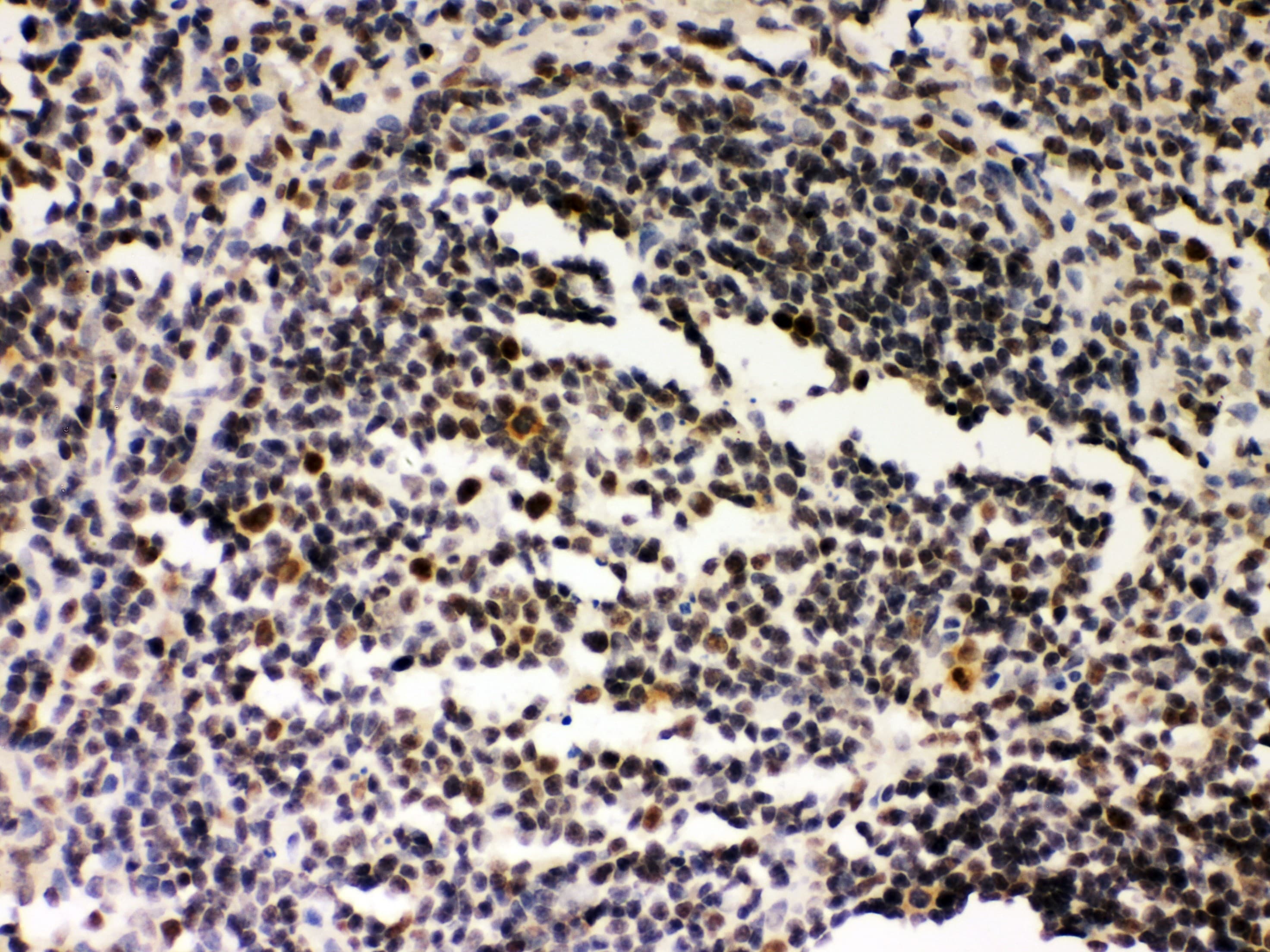 SIRT7 / Sirtuin 7 Antibody (aa8-350)