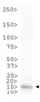 Histone H3 Antibody (Me-Lys4)