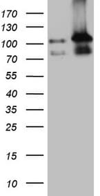 EPLIN Antibody (aa1-275, clone OTI7H5)