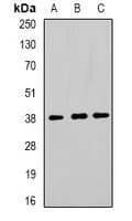 TOR1A / Torsin A Antibody