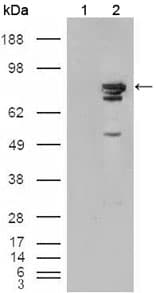 IHC-plus™ BRAF / B-Raf Antibody (clone 1H12F1)