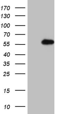 RING1 Antibody (aa88-362, clone OTI2D11, Carrier-free)