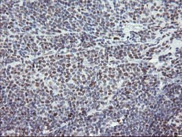 TLE1 / TLE 1 Antibody (aa180-460, clone OTI1H2, Carrier-free)