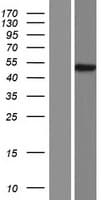 SERPINA11 Protein (Over-Expression Lysate Myc-DDK (Flag))
