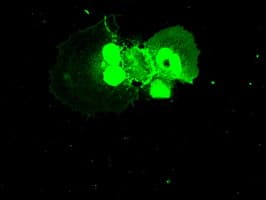 NEK6 Antibody (clone OTI8G5)