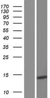 Gastrin Releasing Peptide Protein (Over-Expression Lysate Myc-DDK (Flag))