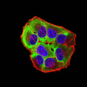 Monoclonal Mouse anti-Toxoplasma gondii ROP1 Antibody (clone 3D4B2, IHC, WB)