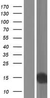 SNURF Protein (Over-Expression Lysate Myc-DDK (Flag))