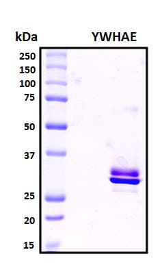 Human YWHAE / 14-3-3 Epsilon Protein (Recombinant 6His, N-terminus)