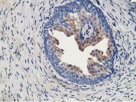 ALDH1A3 Antibody (aa1-100, clone OTI4B6, Carrier-free)