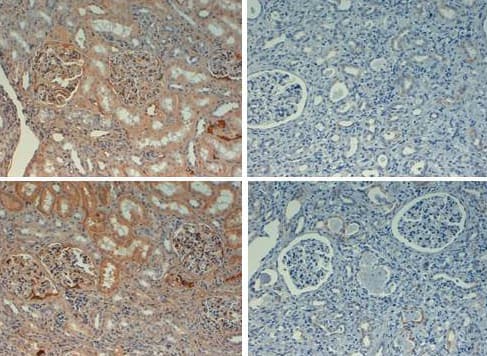 FN1 / Fibronectin Antibody (Biotin)