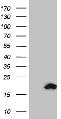 SDHAF1 Antibody (clone OTI10D5, Carrier-free)
