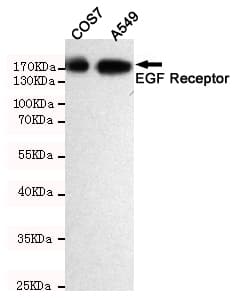EGFR Antibody