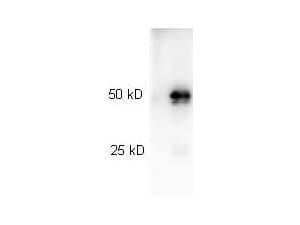 Goat Anti-Rabbit IgG Secondary Antibody (HRP)